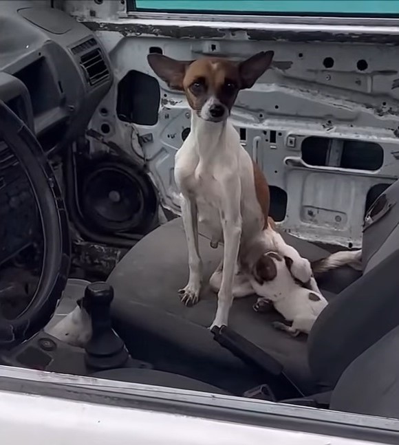 dog and puppy in a car