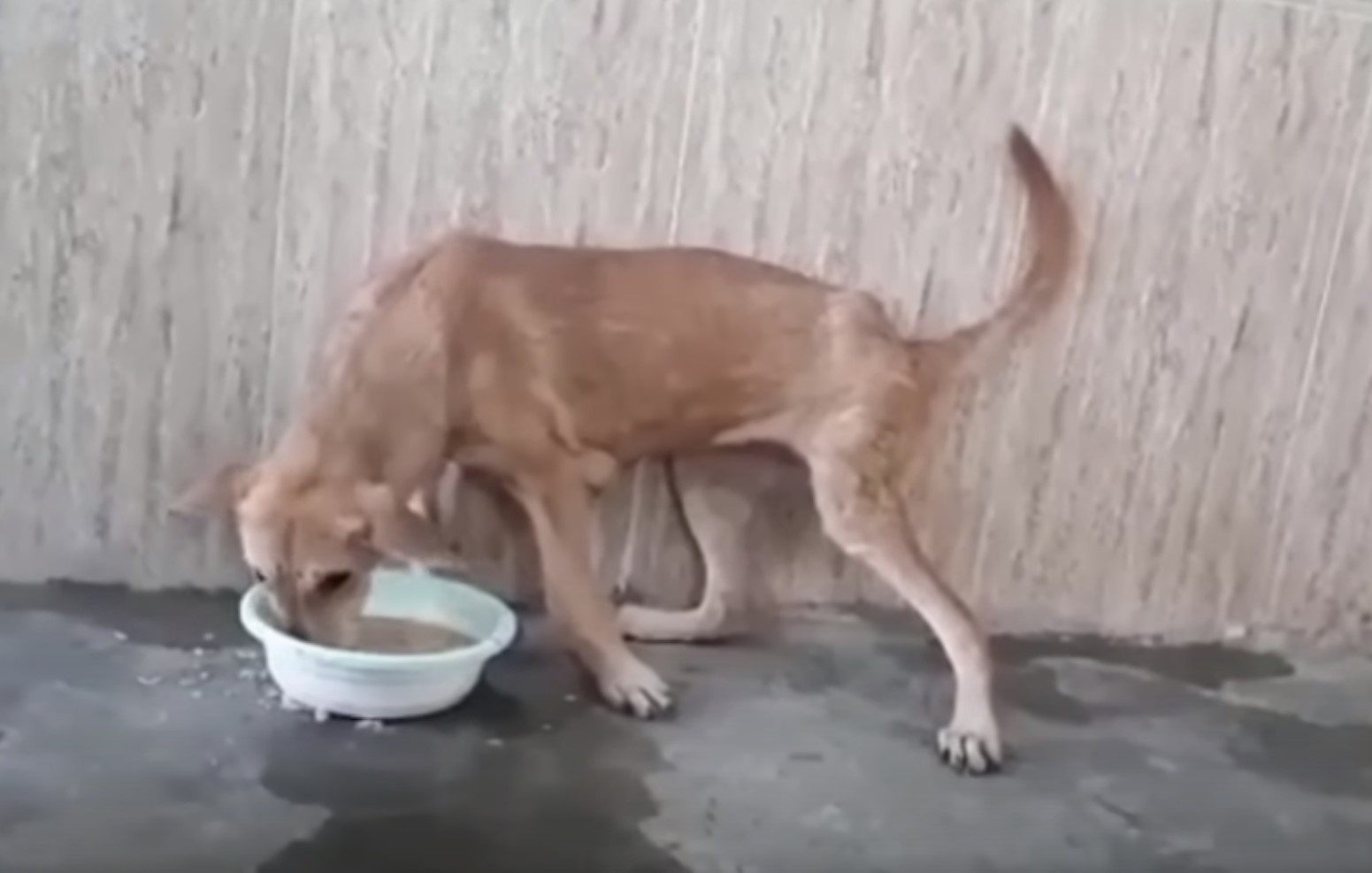 dog drinking from white bowl