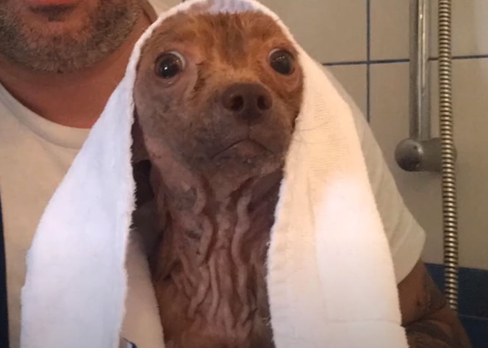 dog in towel