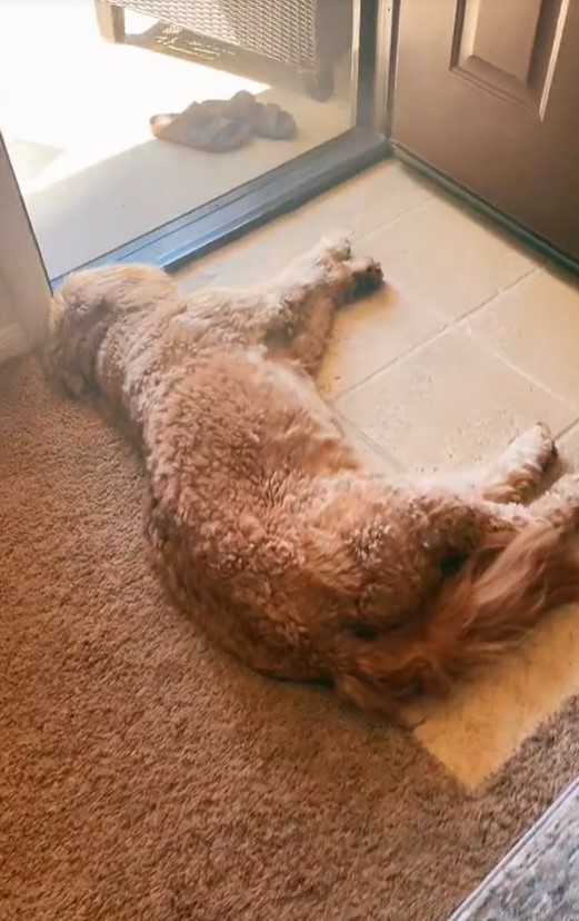 dog laying on the doorway