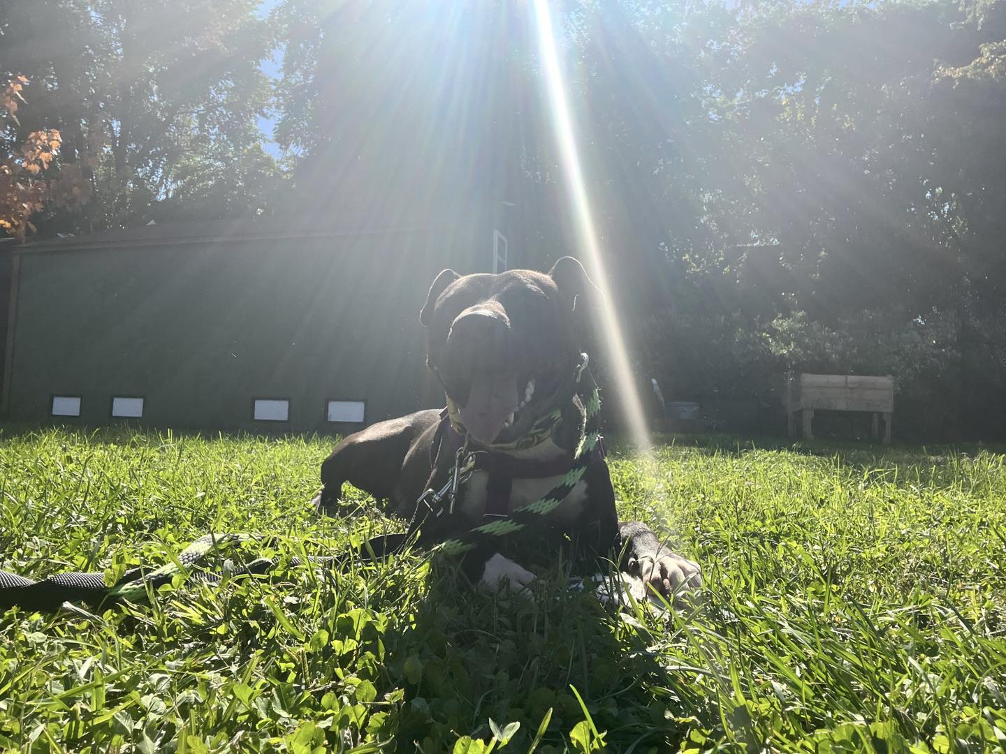 dog lays on a green grass in sunlight