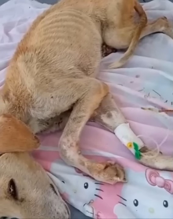 dog lying and getting an ivf