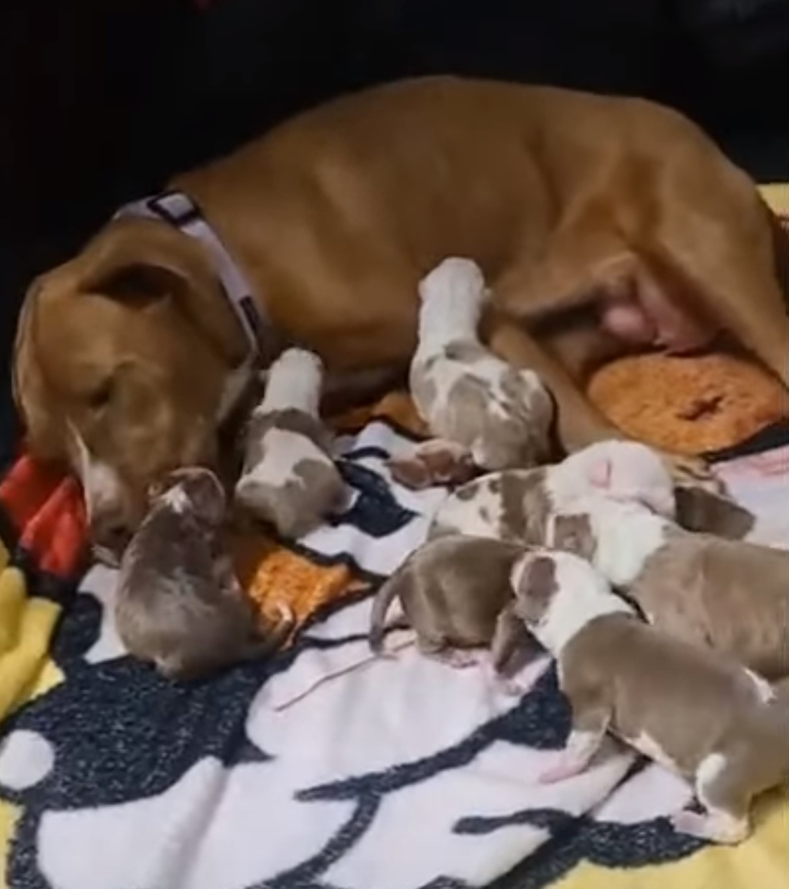 dog lying next to puppies