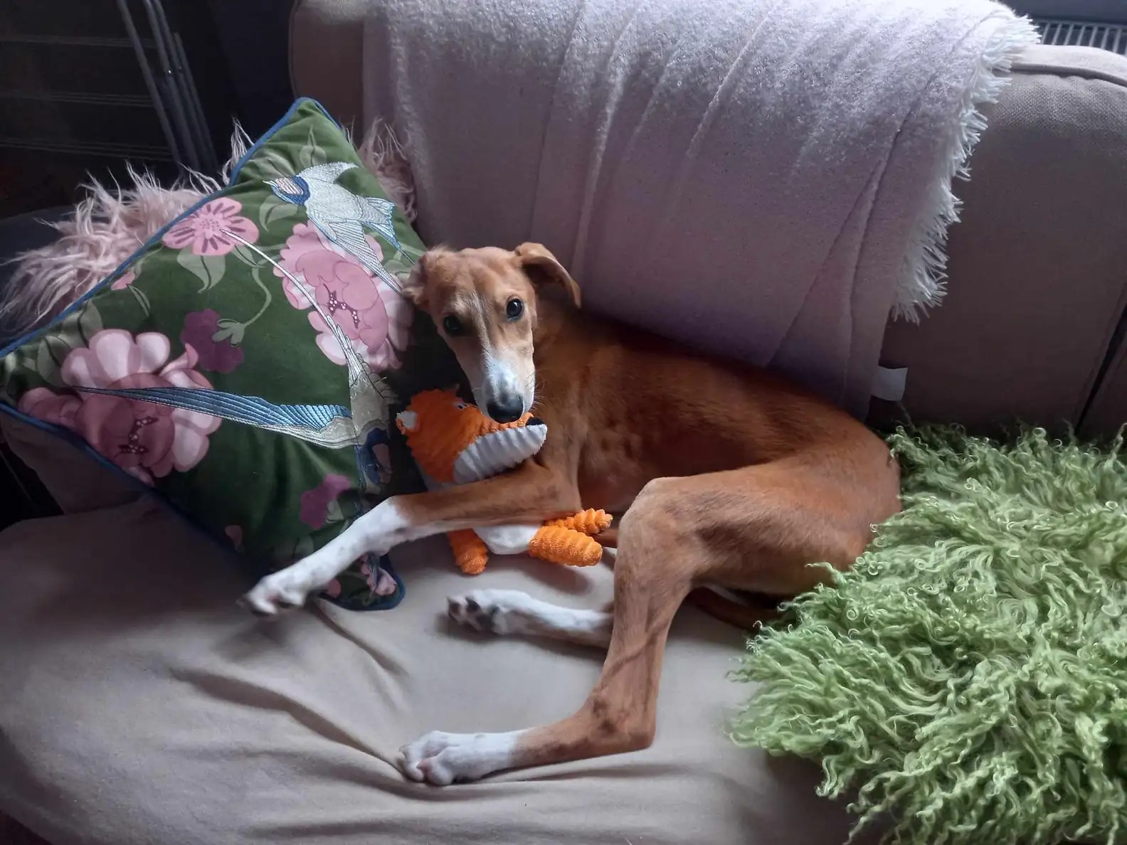 dog on the couch with toy