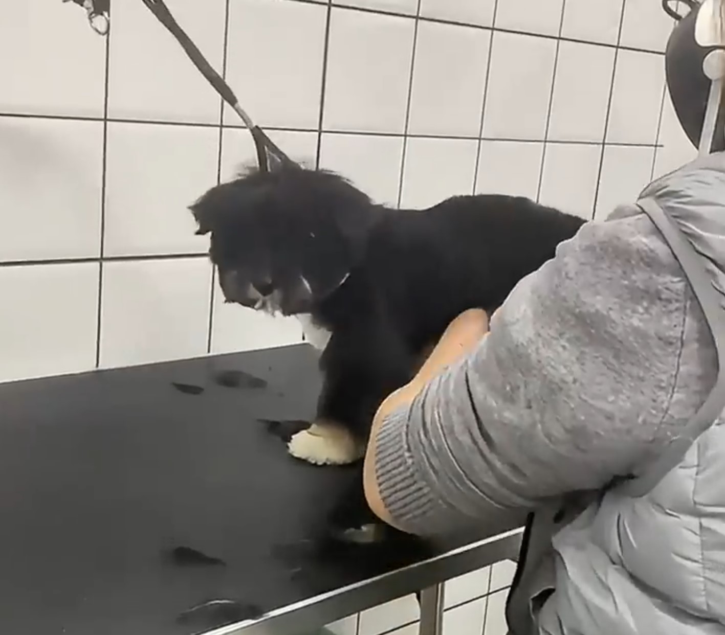 dog on the grooming session