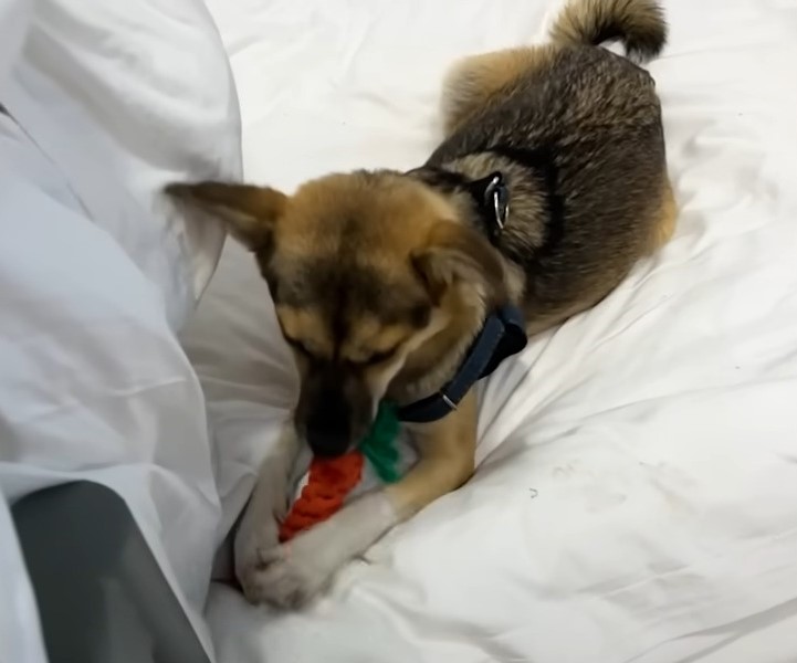 dog playing with its toy