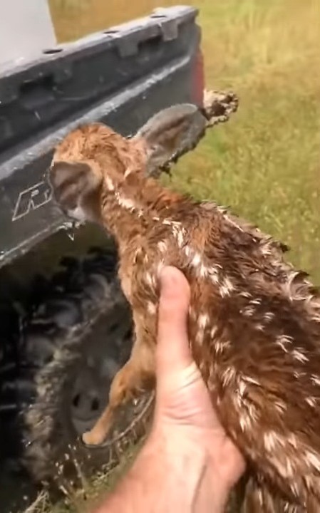 dog rescued fawn from the river