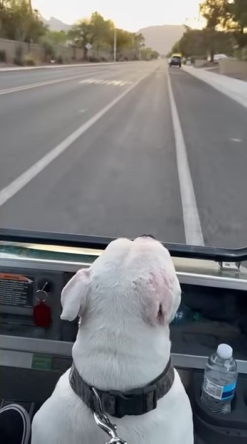 dog sitting in the car