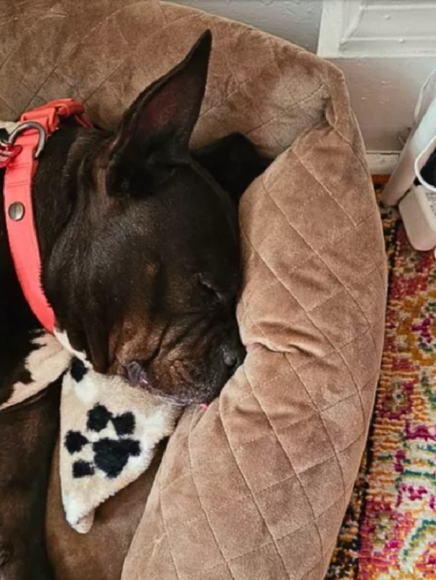 dog sleeps in a new home