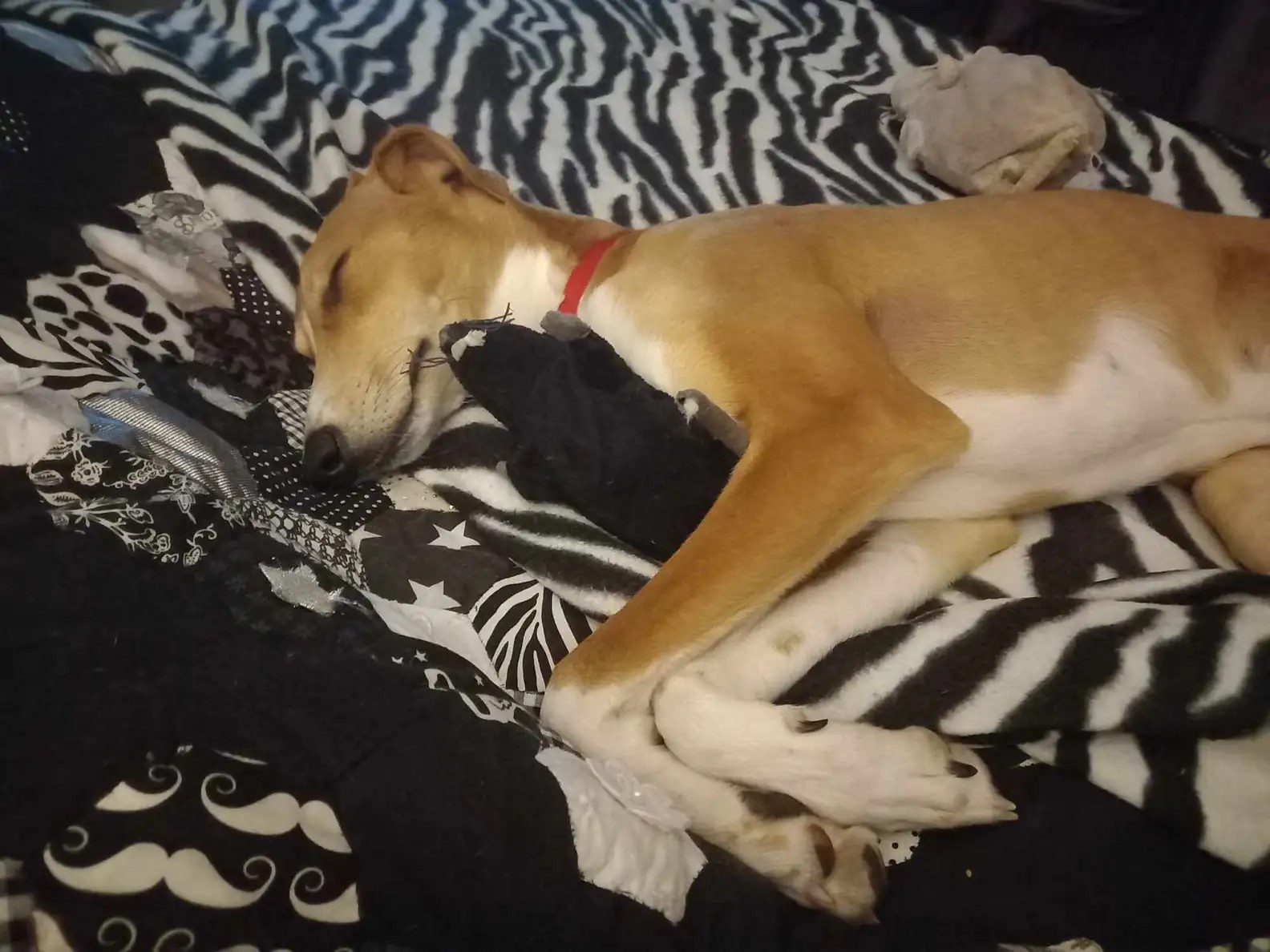 dog sleeps with his toy