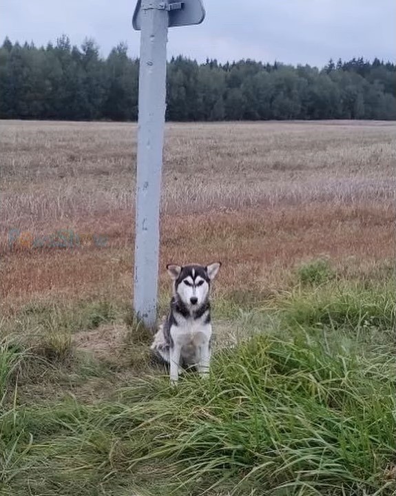 dog standing on a field