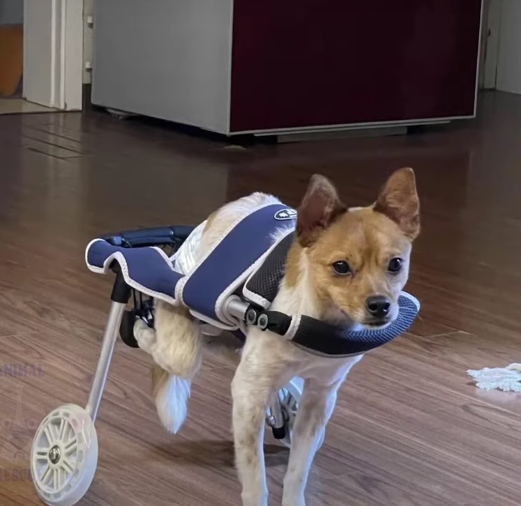 dog walking in wheelchair