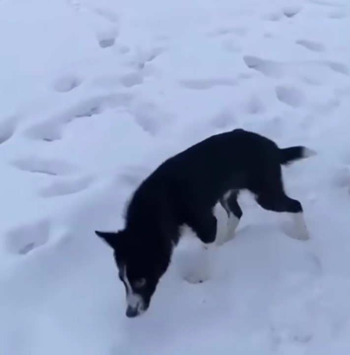 dog walking on snow