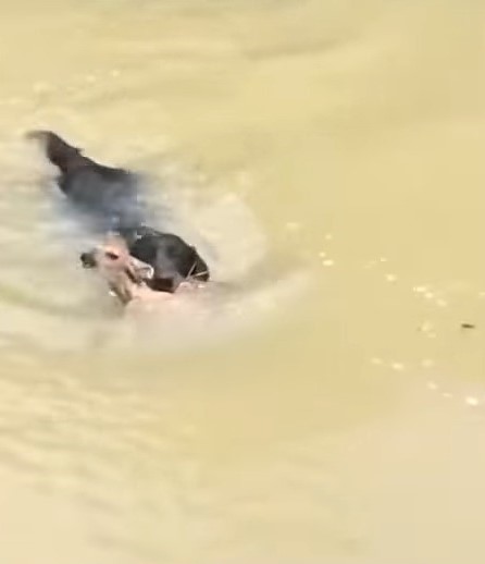 dog with drowning fawn