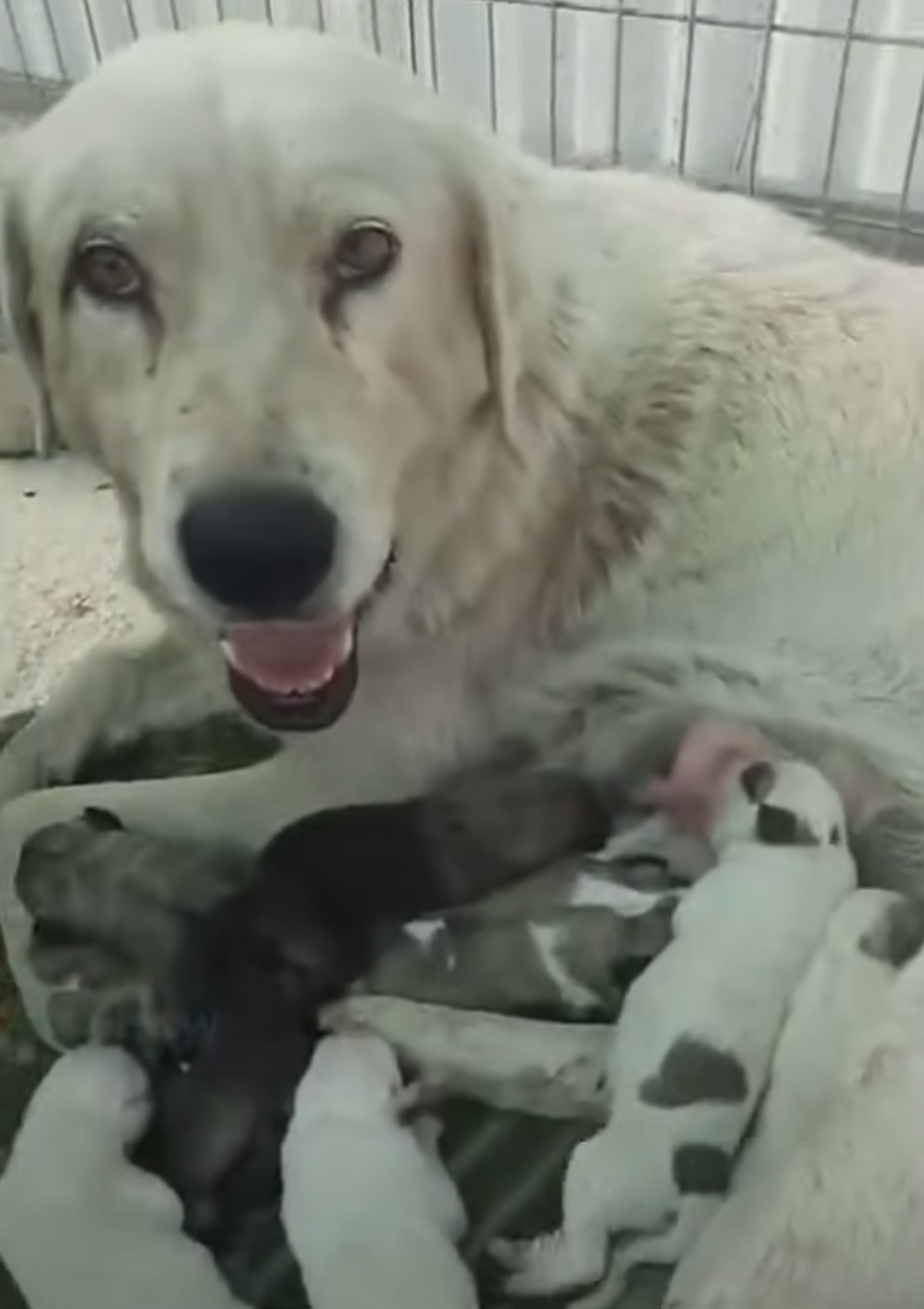 dog with newborn puppies