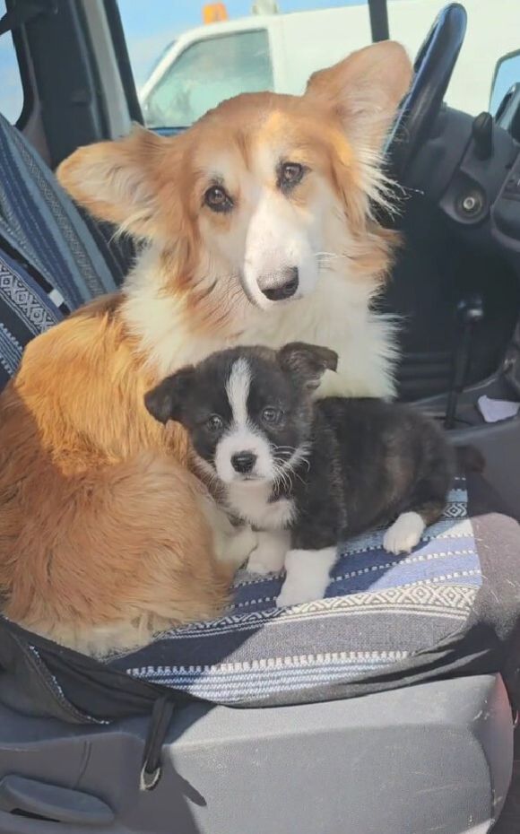 dogs on the car seat