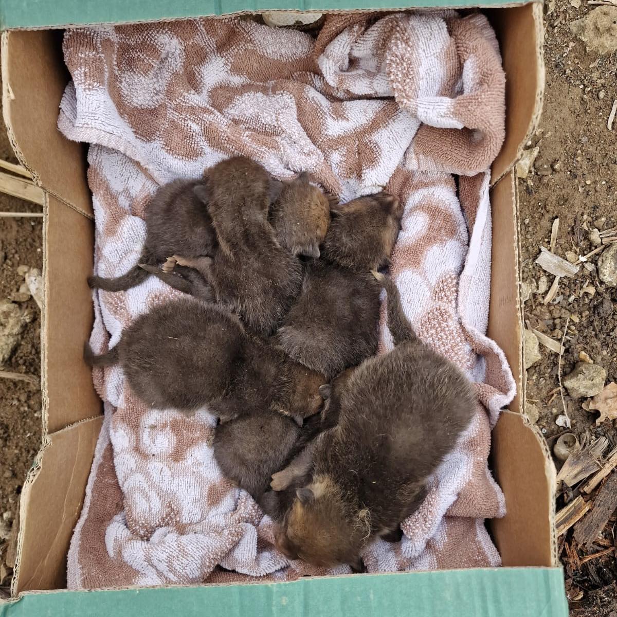 fox cubs sleeping in a box