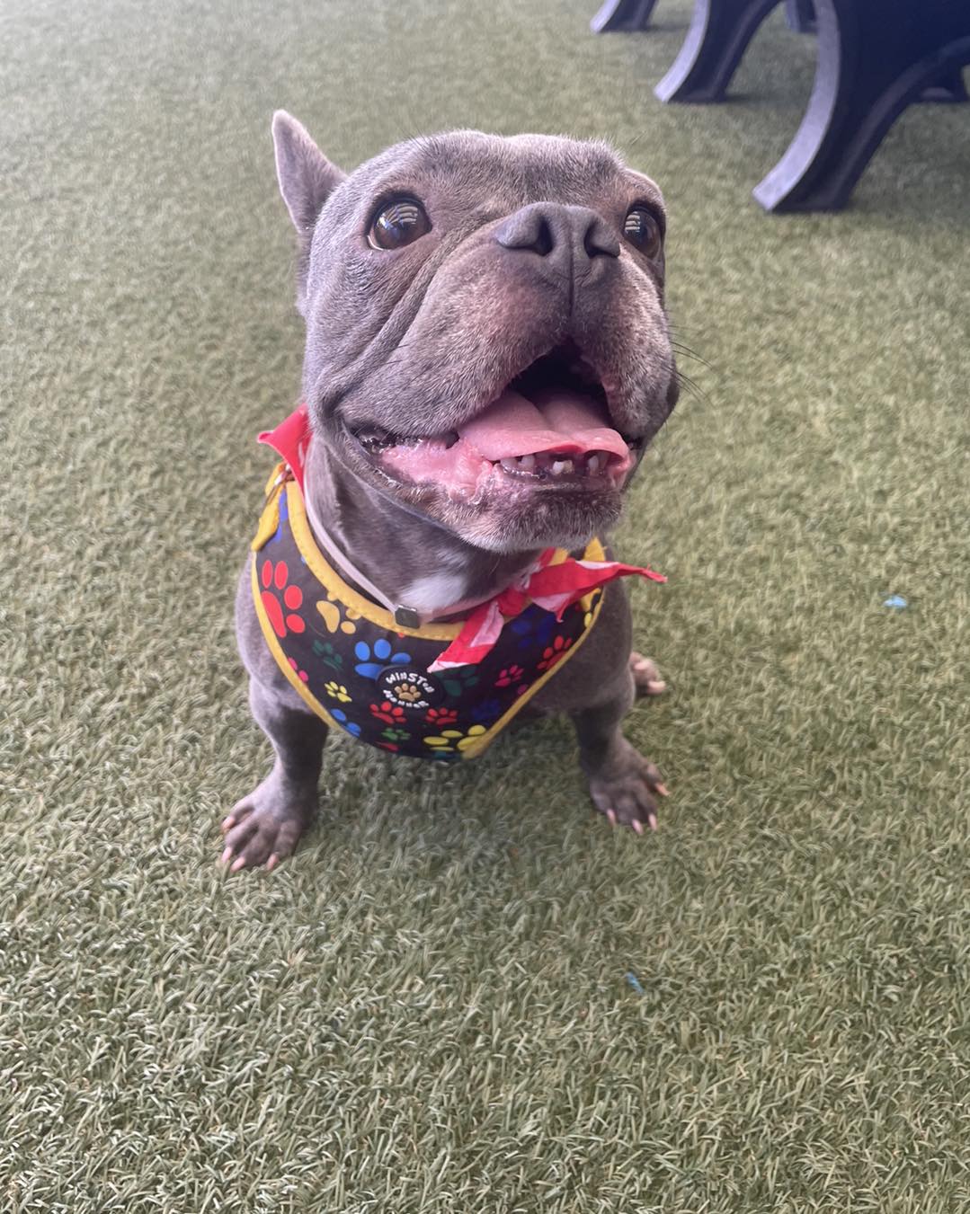 french bulldog with scarf
