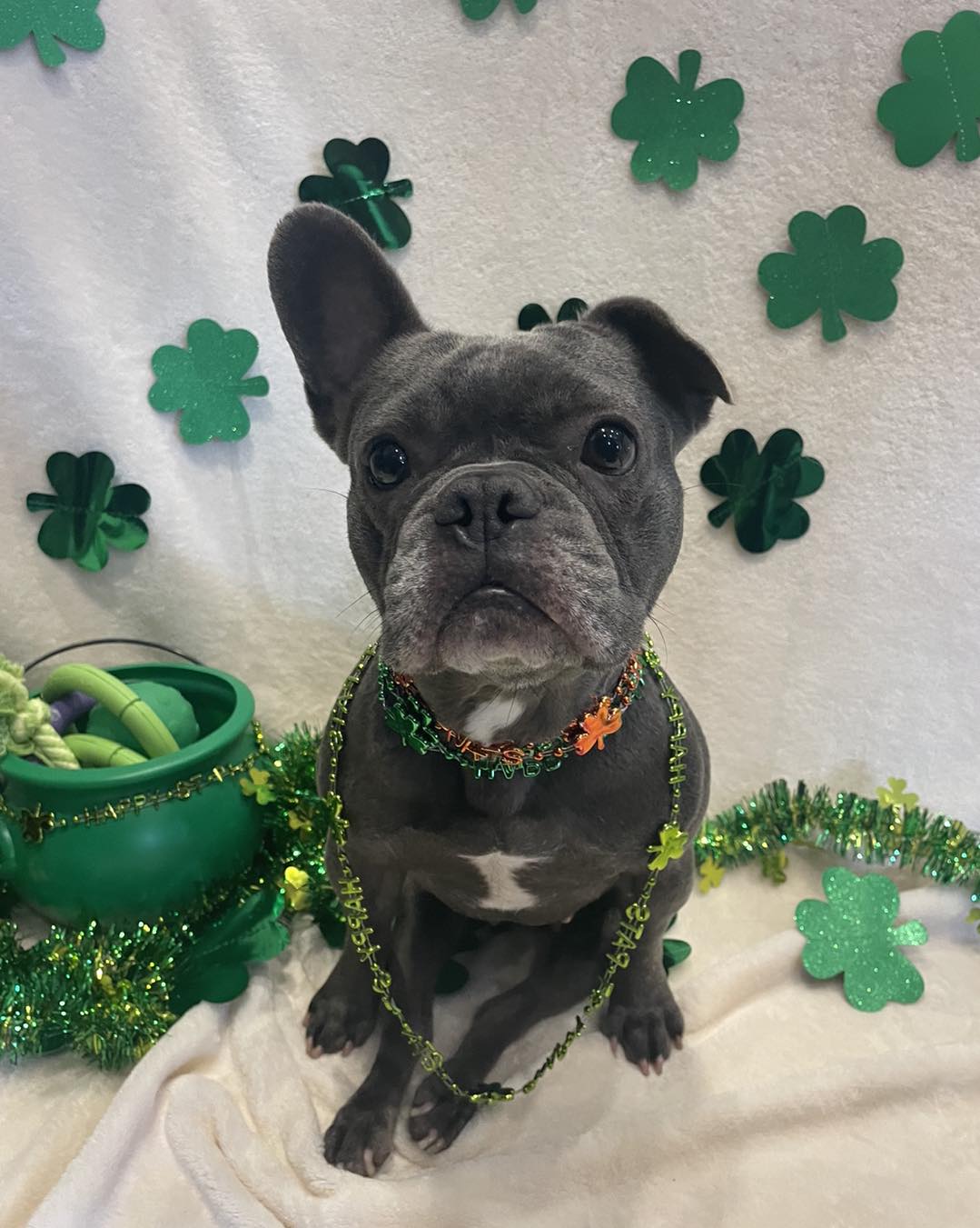 frenchie sitting with green decorations