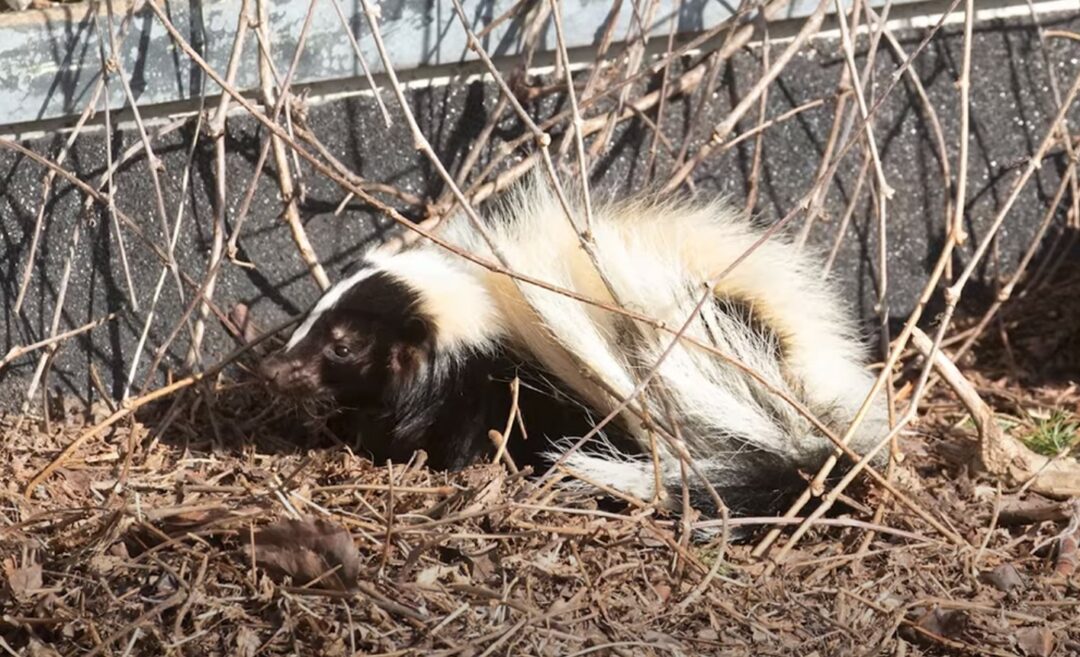 Woman Shocked To See A Furry Figure Stranded On A Rooftop For Weeks