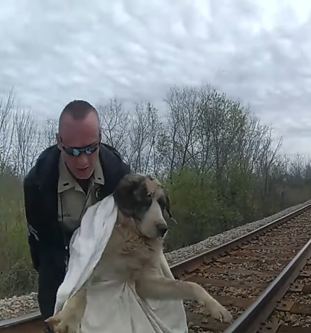 guy saving dog on a rail