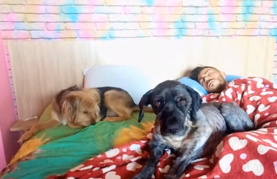 guy sleeping with two dogs