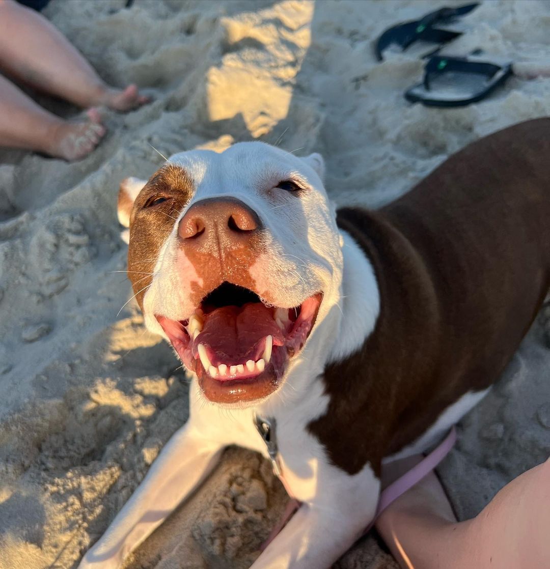 happy pitbull on beach