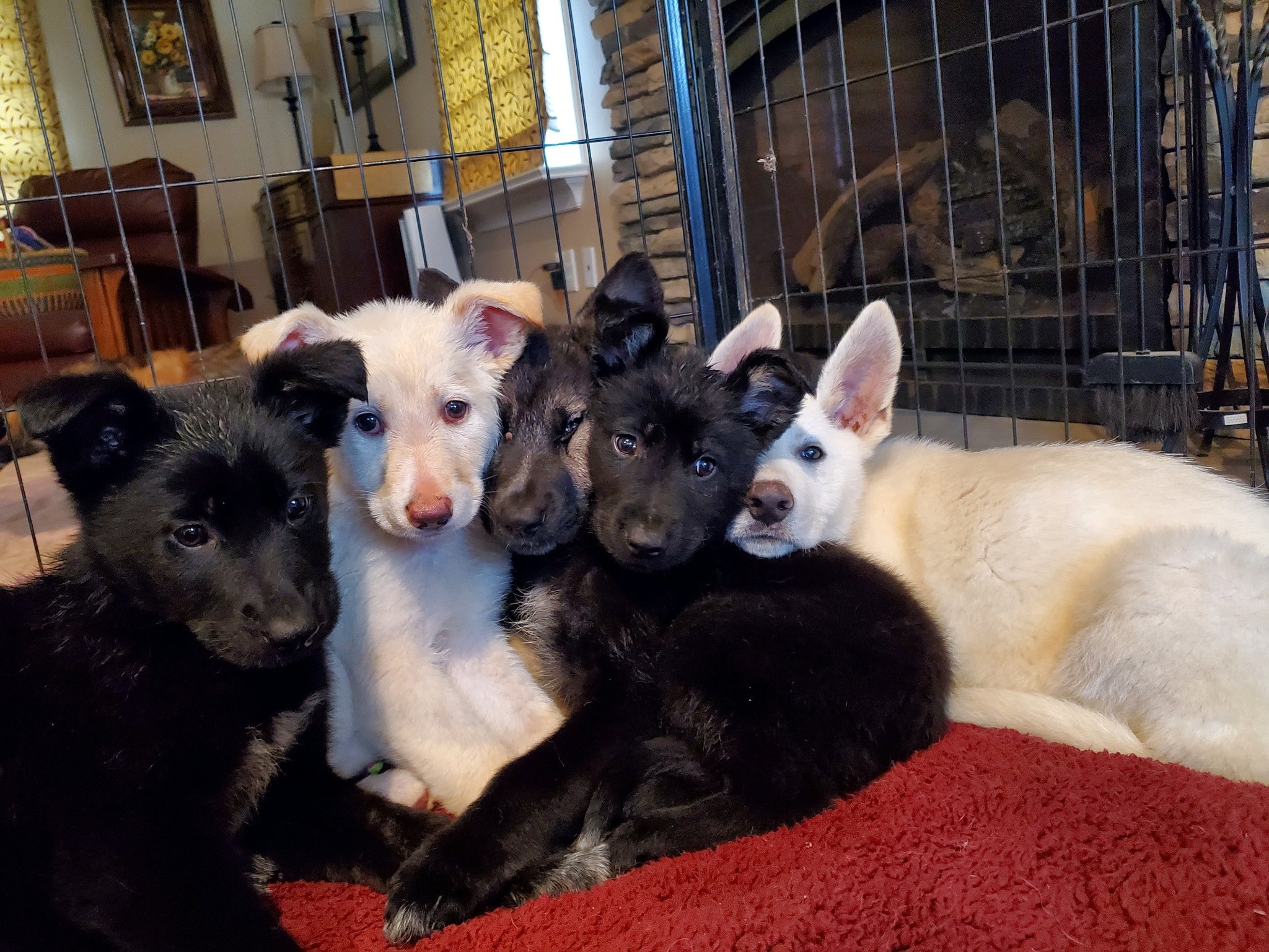 happy puppies at home