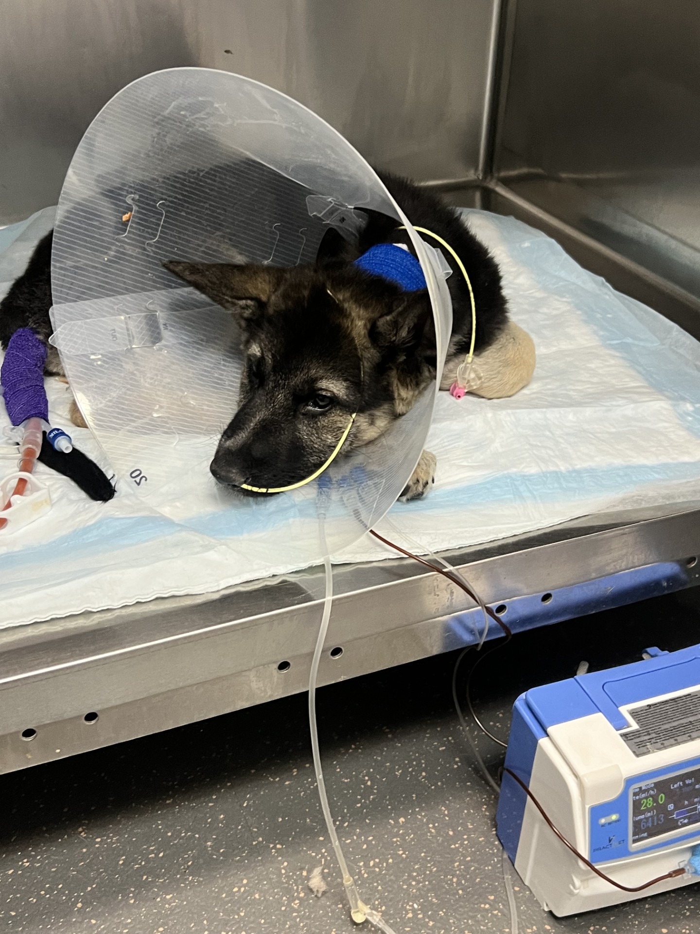 injured dog at veterinarians