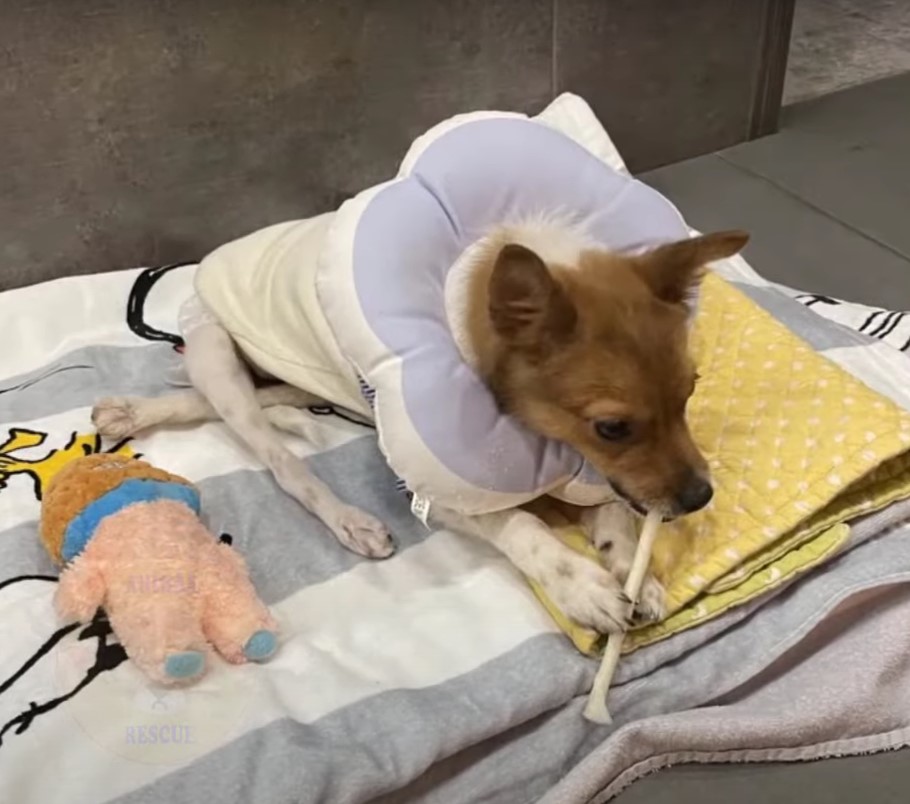 injured dog lying in dog bed