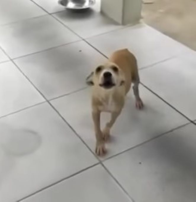 little puppy standing on tiles