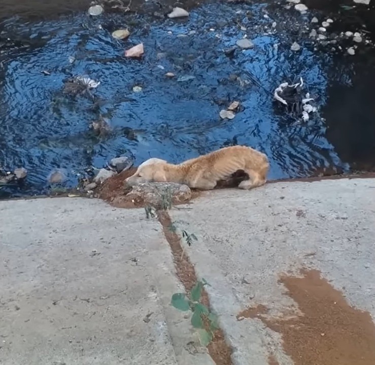 malnourished dog lying on sidewalk