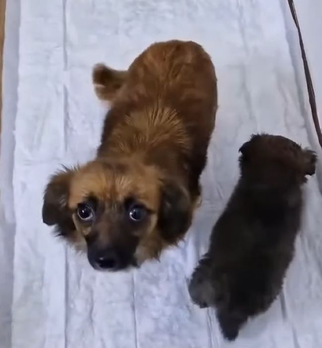 mama dog and her puppy