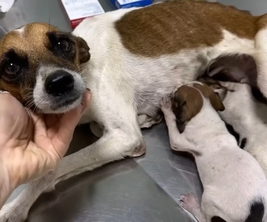mama dog nursing puppies