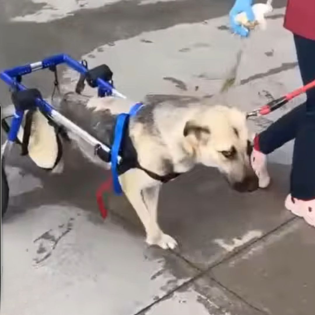 mama dog with wheelchair