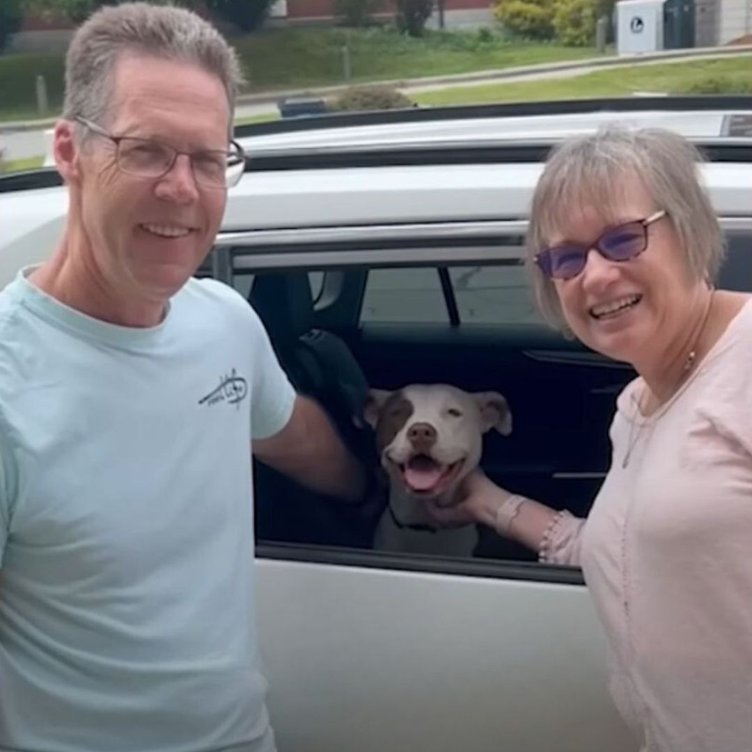 man and woman standing next to a pitbull in a car