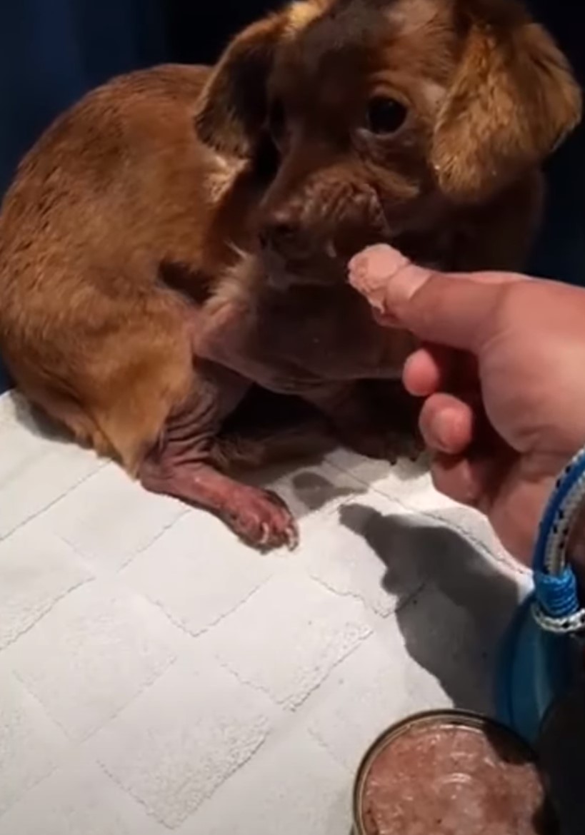 man trying to feed puppy