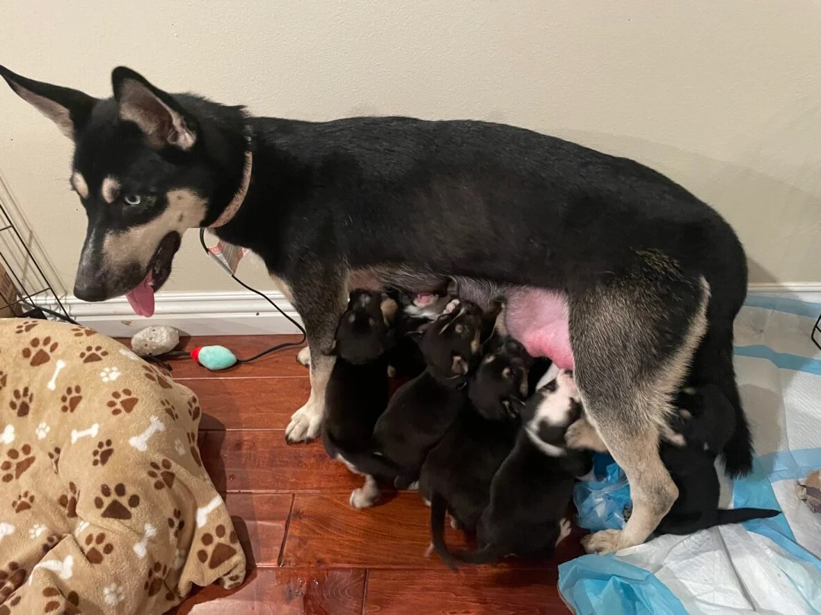 mother dog feeding many puppies