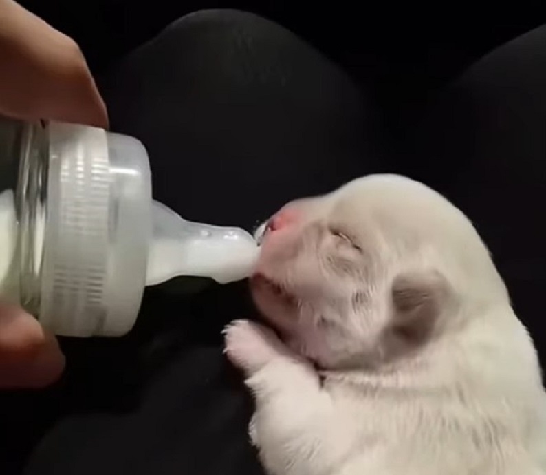 newborn puppy being fed