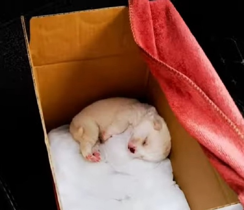 newborn puppy in a box sleeping