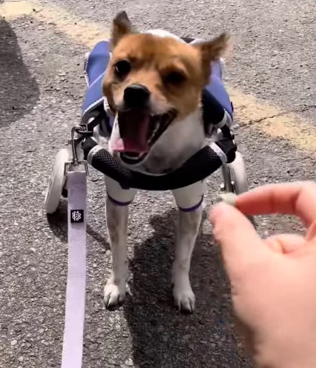 photo of dog in wheelchair
