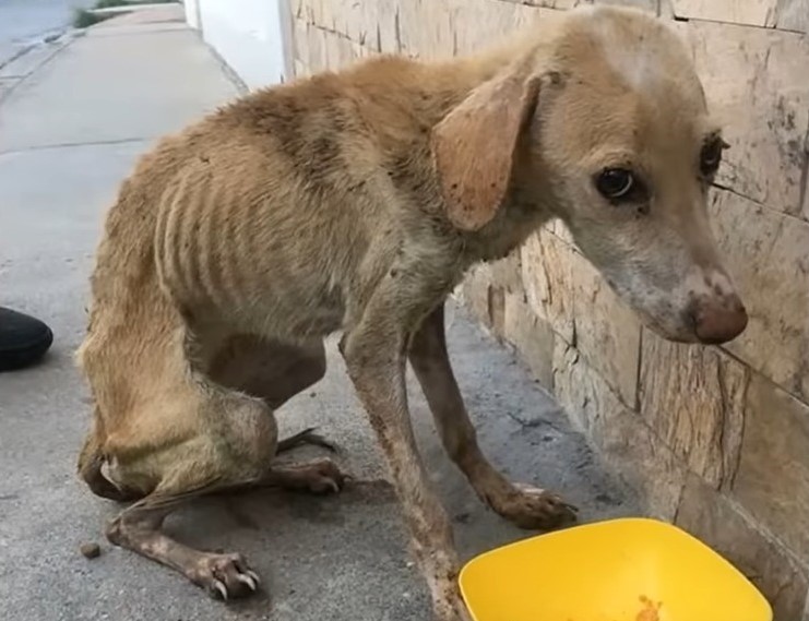 photo of malnourished dog