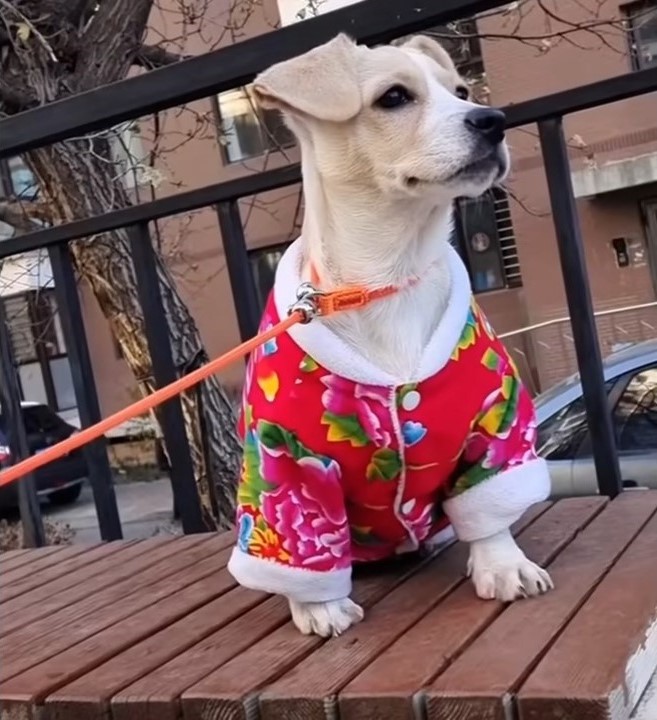 photo of puppy wearing a colorful jacket