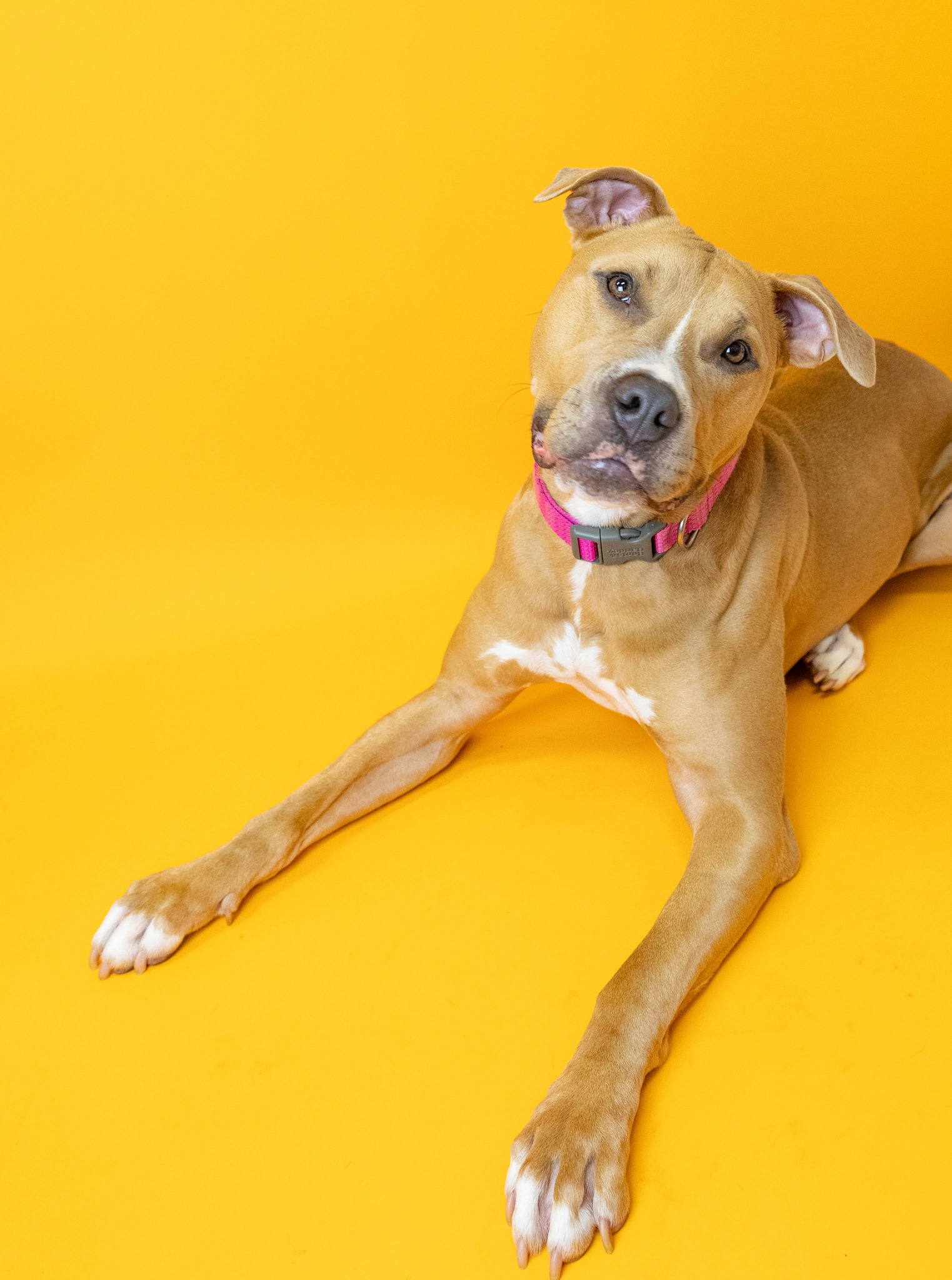 pittie on a yellow background