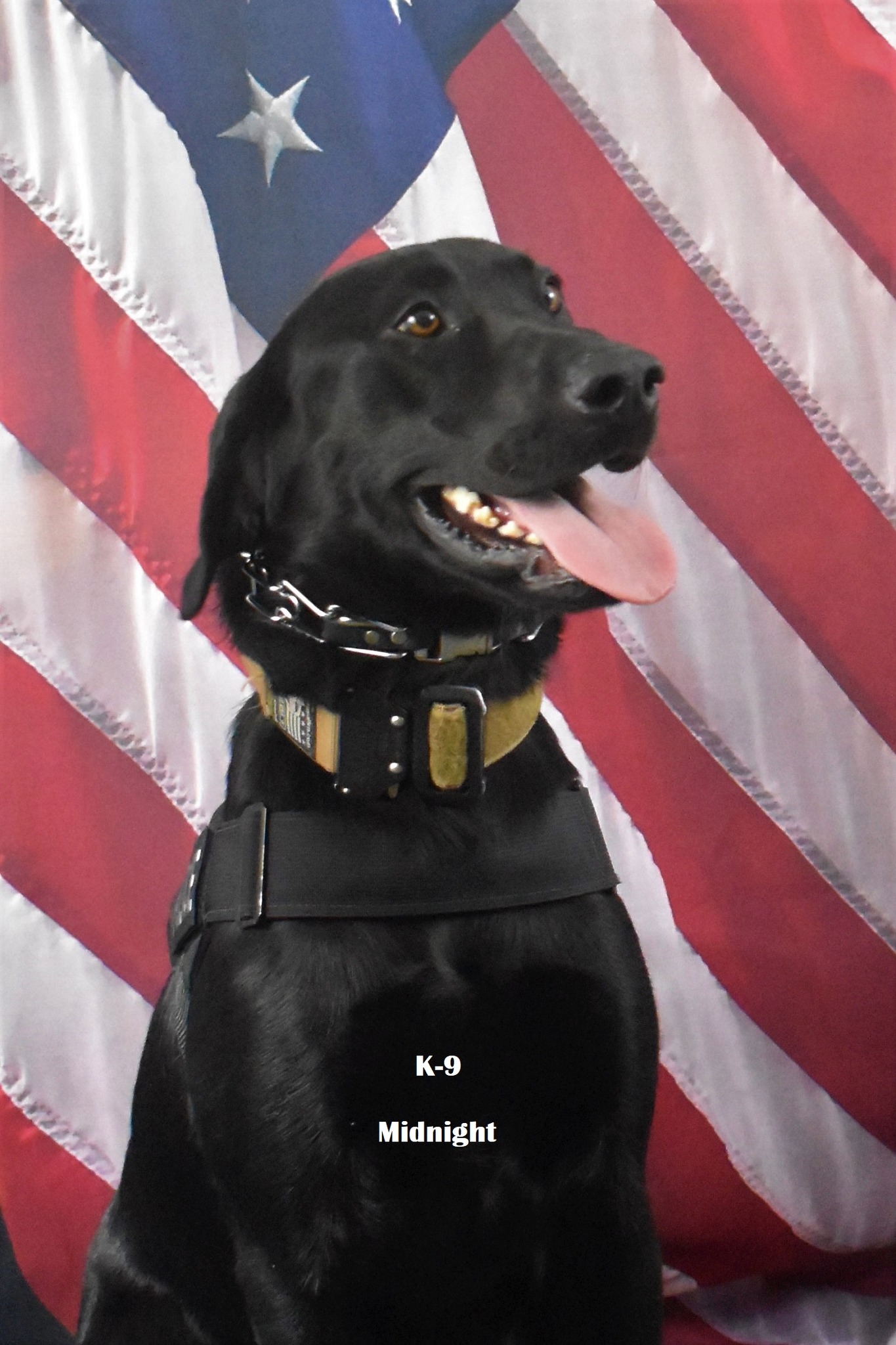 police dog with usa flag