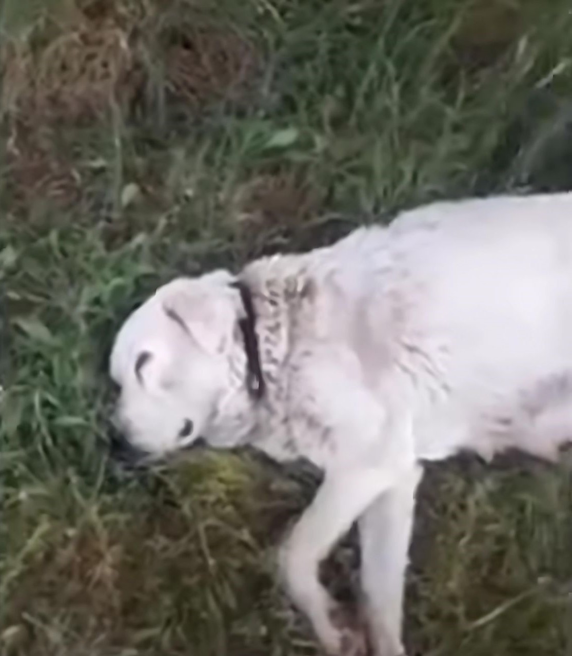 pregnant dog lying on grass