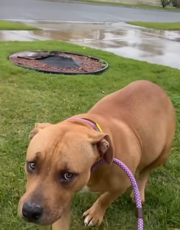 pregnant dog on the rain