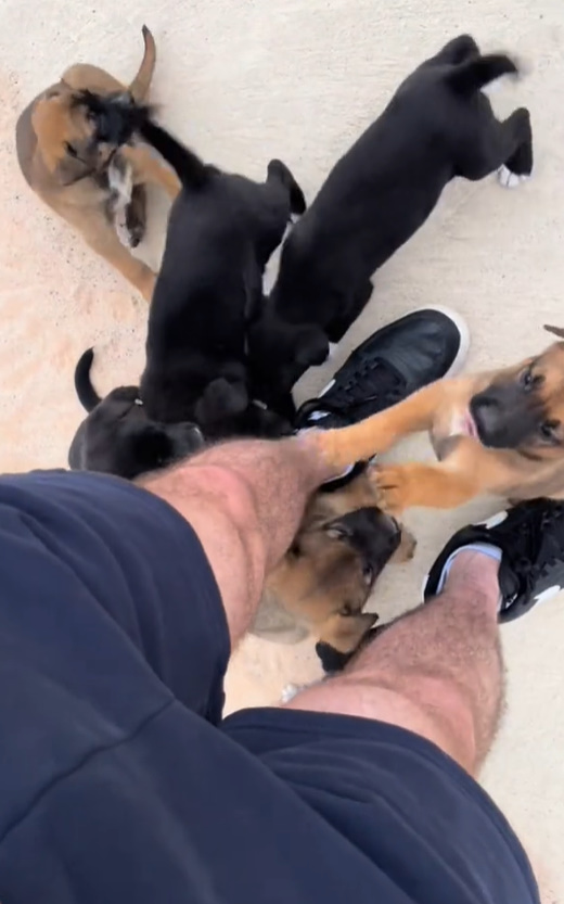 puppies jumping on man's legs