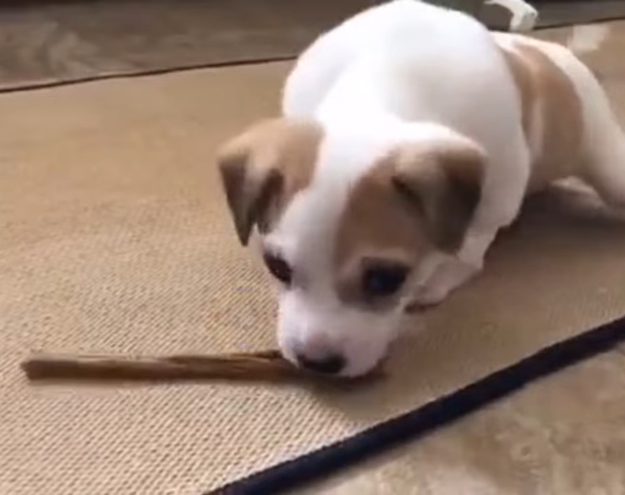 puppy and stick