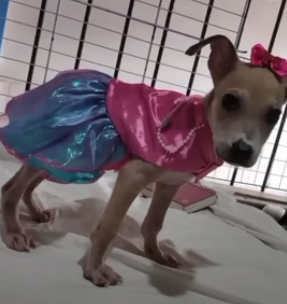 puppy in a costume of princess